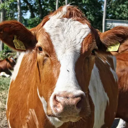 Lägenhet Petersen - Gastfreundschaft Im Hohen Norden Grossenwiehe